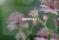 探秘锚的含义
