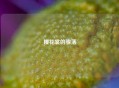 樱花裳的骤落