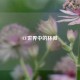 CF世界中的林微