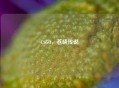 CSGO，苍晓传说