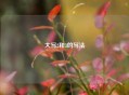 大写2和3的写法