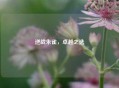 逆战朱雀，卓越之选