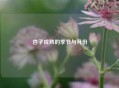 杏子成熟的季节与月份