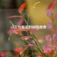 CF兰与菊花的别样传奇