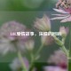 LOL爱情故事，深情的回响