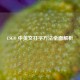 CSGO 中英文打字 *** 全面解析