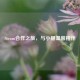 Steam合作之旅，与小猫温馨相伴