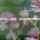 美女与Steam游戏，虚拟世界的独特交织