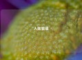 人如繁星
