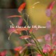 The Allure of the LOL Theme
