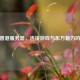 CSGO香港服务器，连接游戏与东方魅力的桥梁