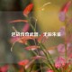 逆战传奇武器，无后朱雀