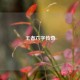 王者六字传奇