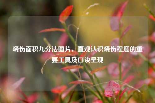 烧伤面积九分法图片,直观认识烧伤程度的重要工具及口诀呈现